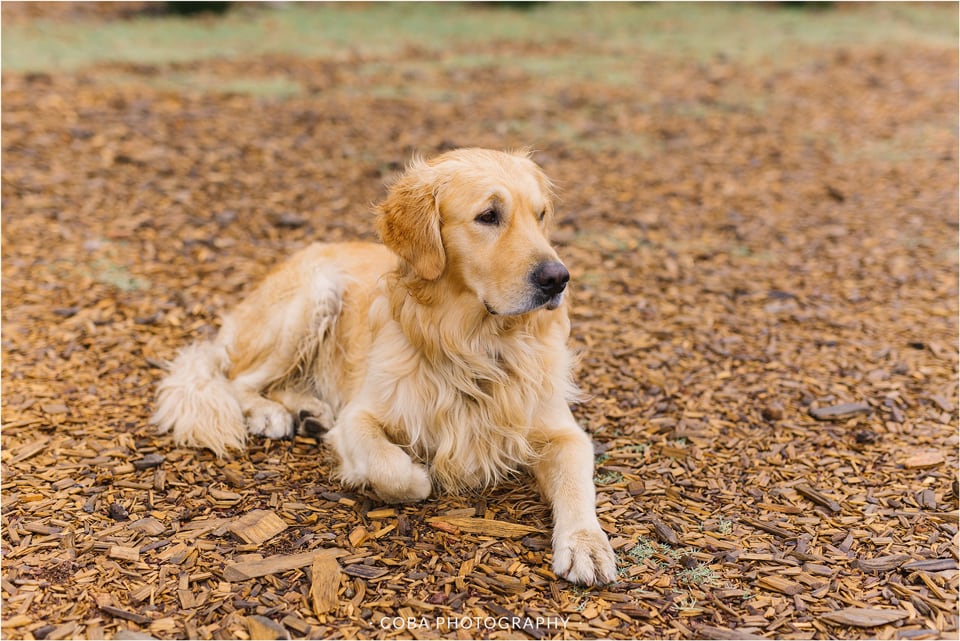 Die Woud Wedding _ Coba Photography (1)