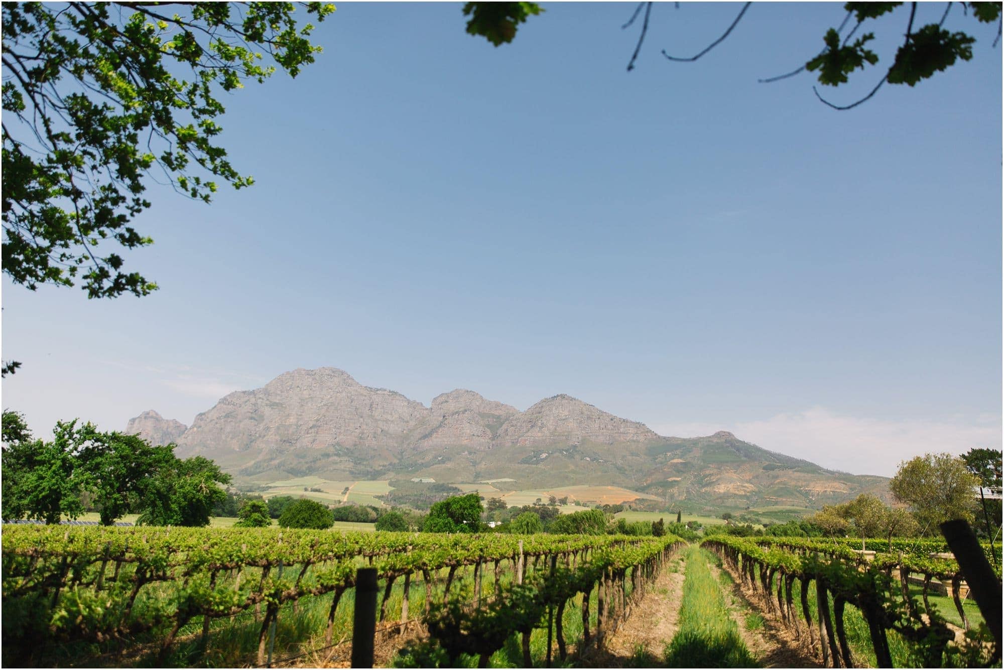 vrede-en-lust-wedding-coba-photography-wedding-photographer-cape-town_0623.jpg vrede en lust wedding - coba photography